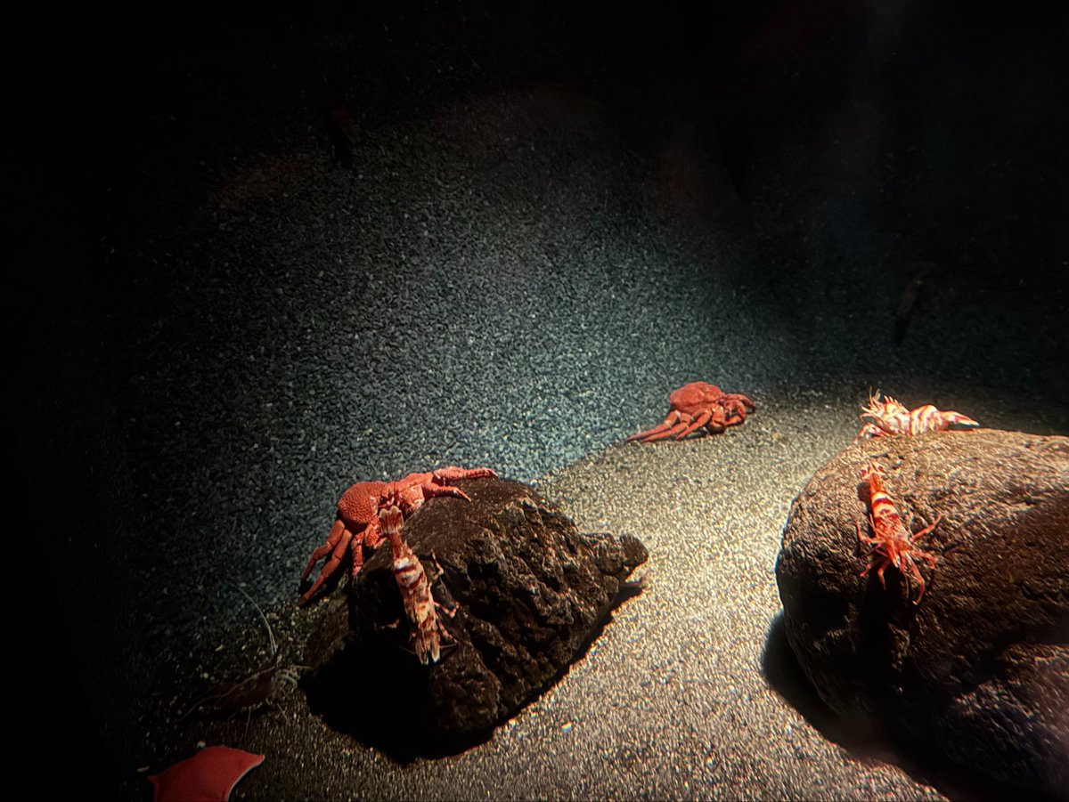 良い顔がやめられないフェネック (@fenecc_mendo) on Twitter photo 