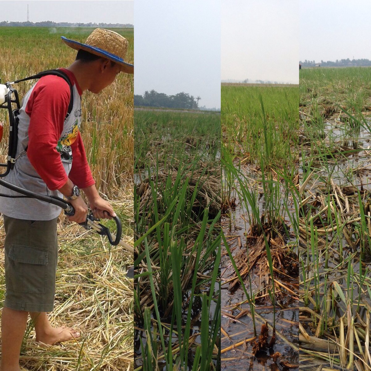 NutaniMan tweet media