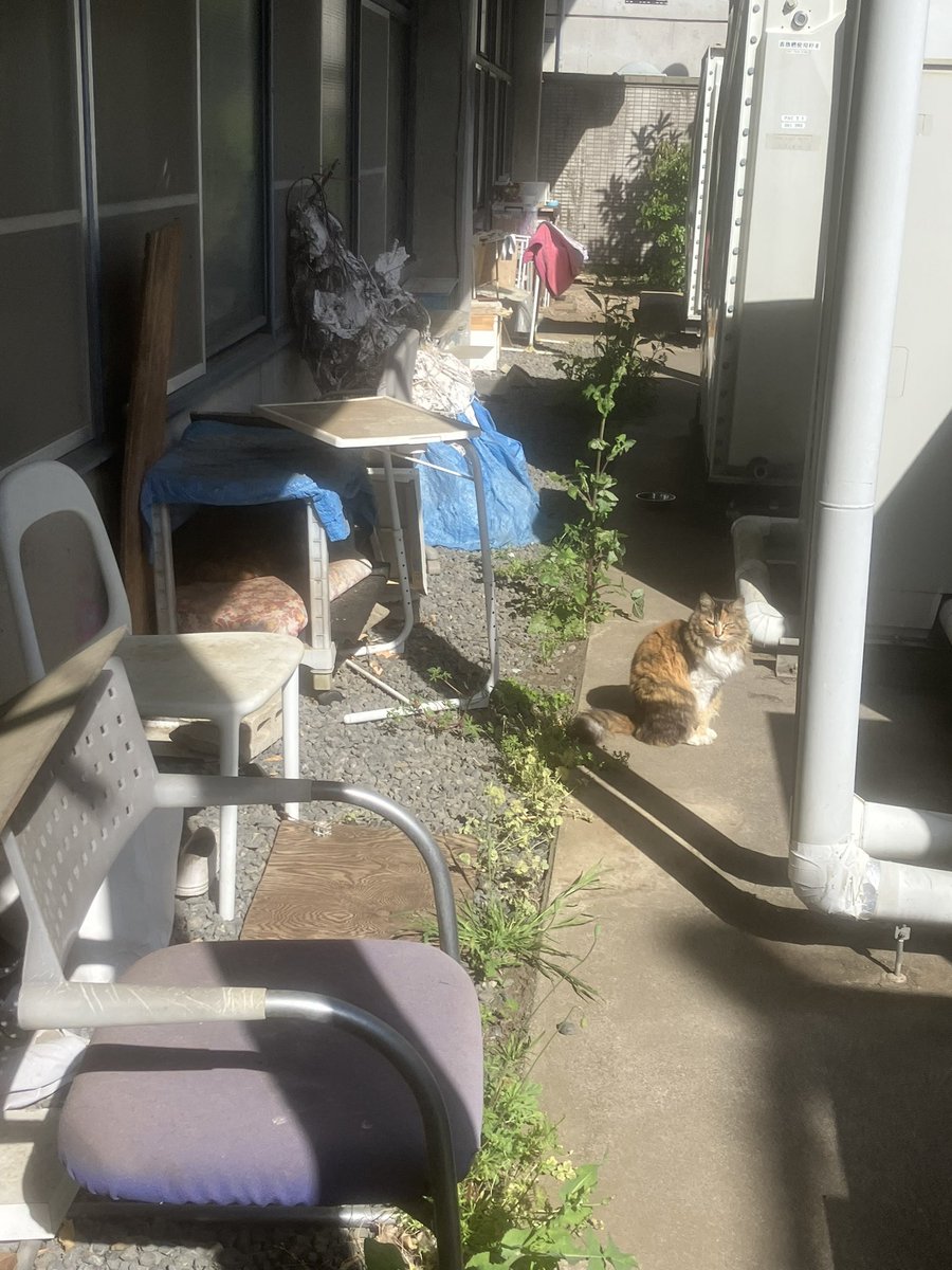 ネコチヤン発見