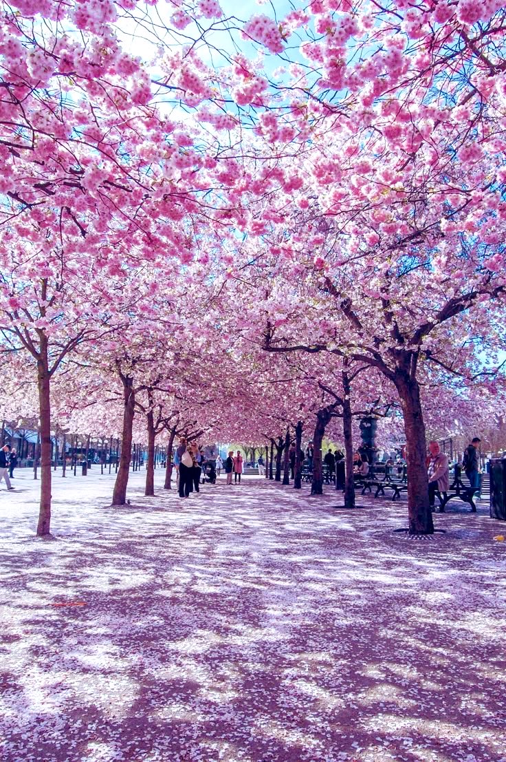 pinktearoom's tweet image. Good morning from sunny Sweden😊💗. Have a great Saturday ☀️
#saturday #weekend #goodmorning