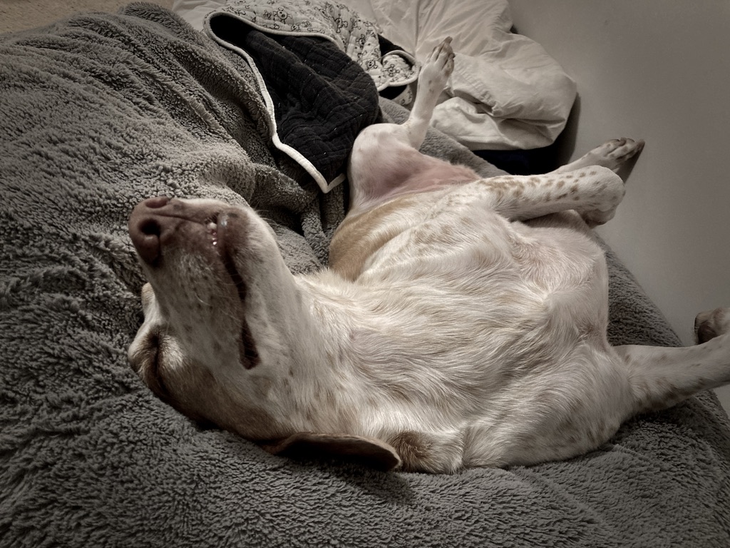 livewellian's tweet image. Zoomies are completed 💨
Snacks are snarfed 🦴
Sleep music is playing 🌜

That means #Goodnight, friends. We hope all came through the storms safe and cozy. Happy weekend and we will see you after brekkie. 💜🐶❤️
#Beagle #RescueHounds #AdoptDontShop