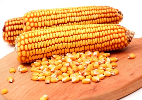 InvGurInd's tweet image. Telangana Maize Prices Crash Below MSP, Farmers Demand Procurement by Amit Gupta @kediaadvisory  

investmentguruindia.com/newsdetail/tel…

#CommodityTips #AmitGupta @kediaadvisory  #ExpertViews #Investmentguruindia