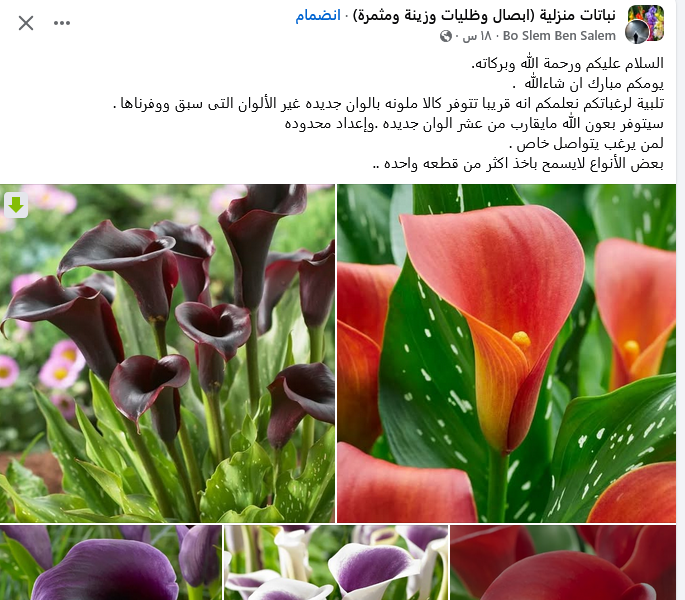 ازهار #الكالا, العام الماضي جربتها وكانت رائعة