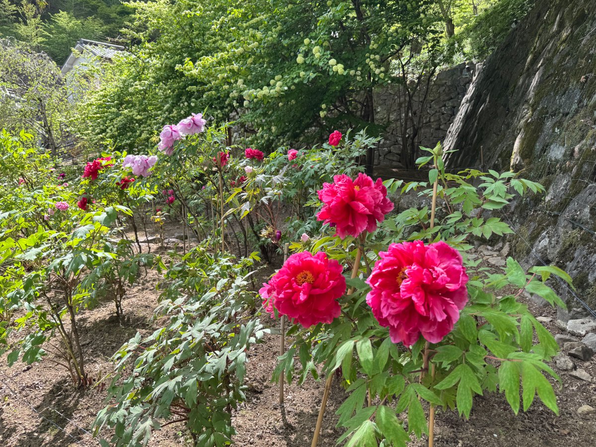 dGRITs1's tweet photo. 三輪明神のお膝元桜井でも
元気に牡丹が咲き誇ってます https://t.co/aPDTSCjuzz