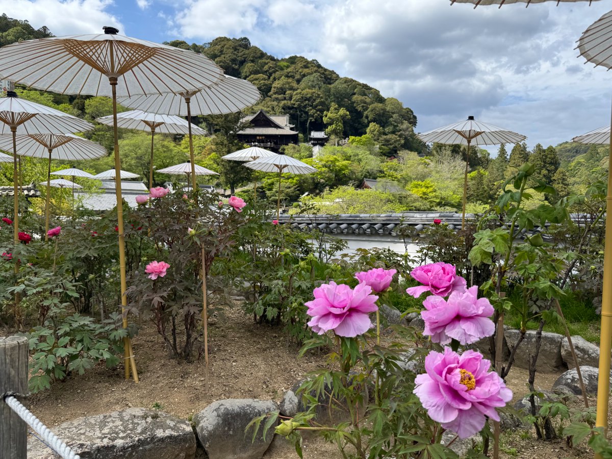 dGRITs1's tweet photo. 三輪明神のお膝元桜井でも
元気に牡丹が咲き誇ってます https://t.co/aPDTSCjuzz