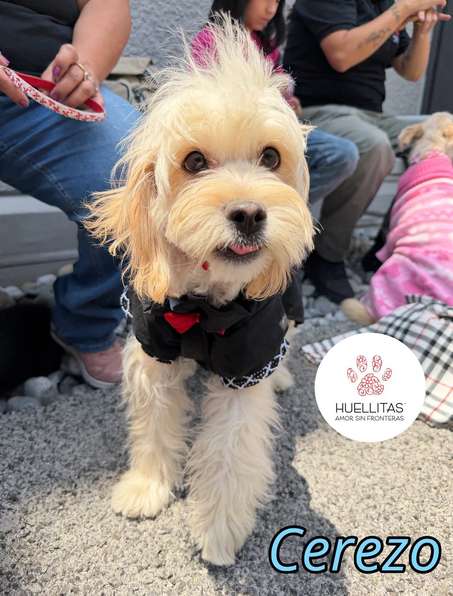 Huellitas amor sin fronteras tweet media