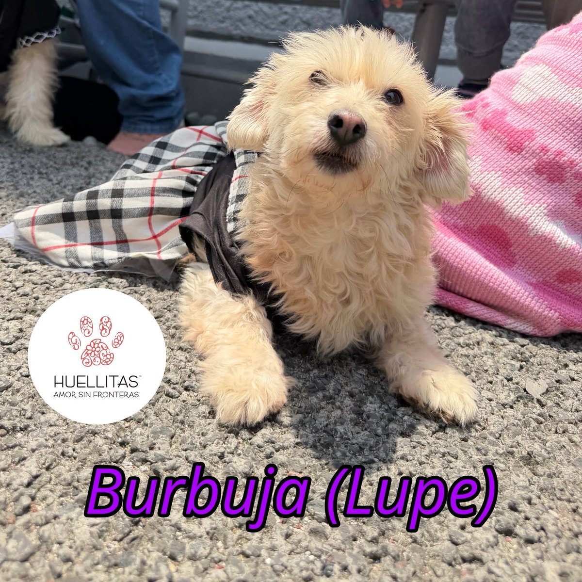 Huellitas amor sin fronteras tweet media