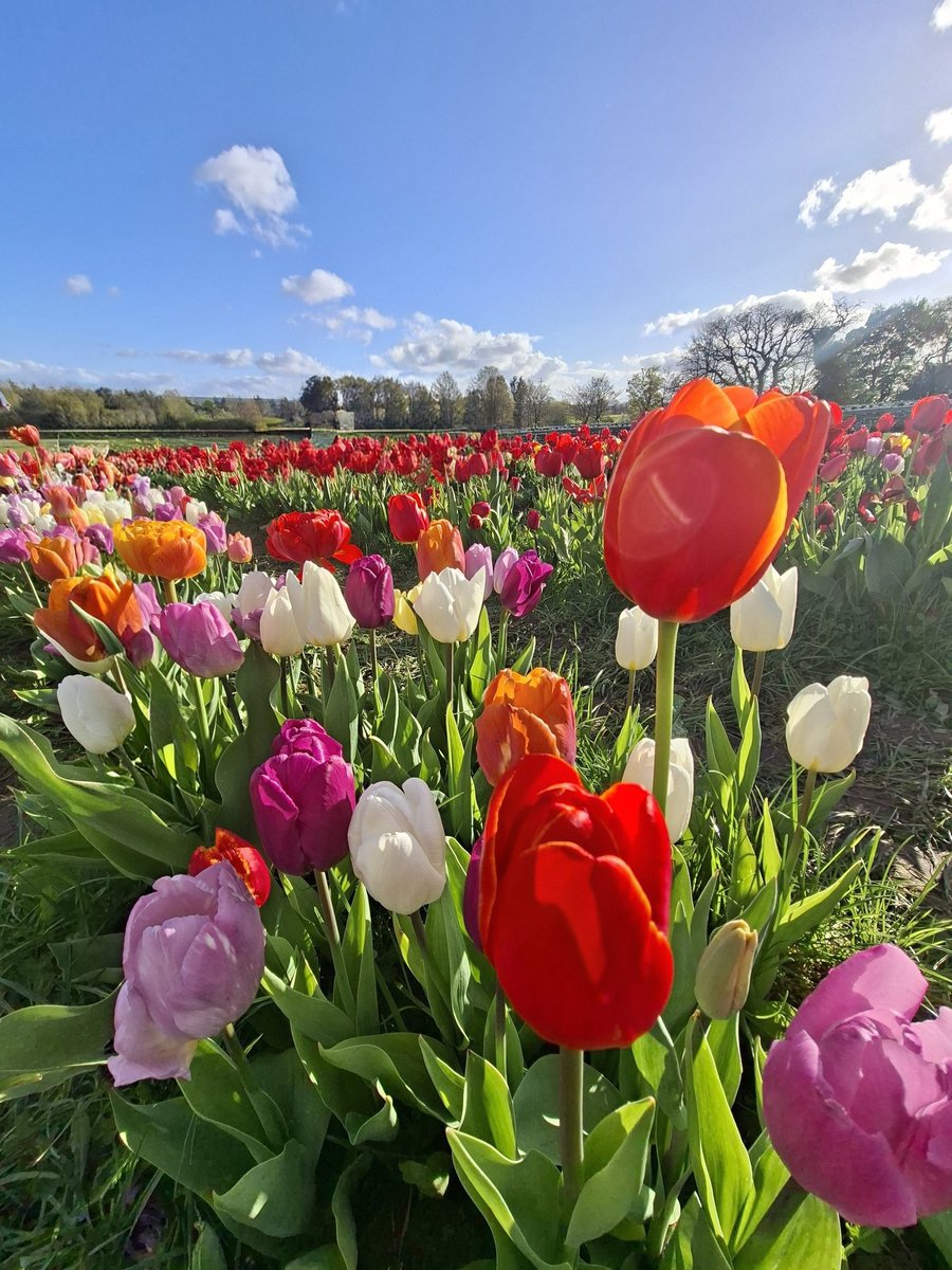 Helencello's tweet image. 🌷🌷🌷A Tiptoe Through The Tulips 🌷🌷🌷
⚘️Brockbushes Farm, Hexham,  Northumberland 
@brocksbushes @NorthEastTweets #Northumberland #Tulips #SpringBulbs #springflowers