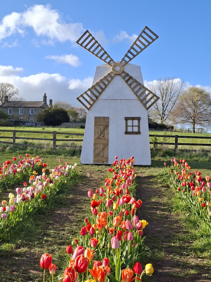 Helencello's tweet image. 🌷🌷🌷A Tiptoe Through The Tulips 🌷🌷🌷
⚘️Brockbushes Farm, Hexham,  Northumberland 
@brocksbushes @NorthEastTweets #Northumberland #Tulips #SpringBulbs #springflowers