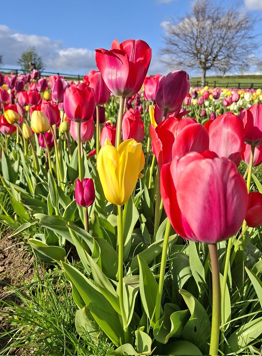 Helencello's tweet image. 🌷🌷🌷A Tiptoe Through The Tulips 🌷🌷🌷
⚘️Brockbushes Farm, Hexham,  Northumberland 
@brocksbushes @NorthEastTweets #Northumberland #Tulips #SpringBulbs #springflowers