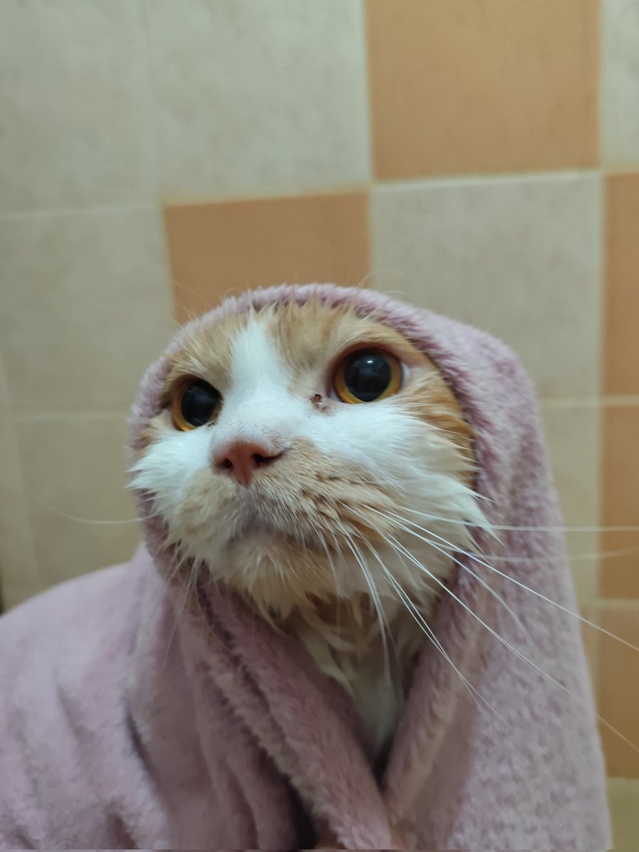 Mocca & M Family 🐱 tweet media