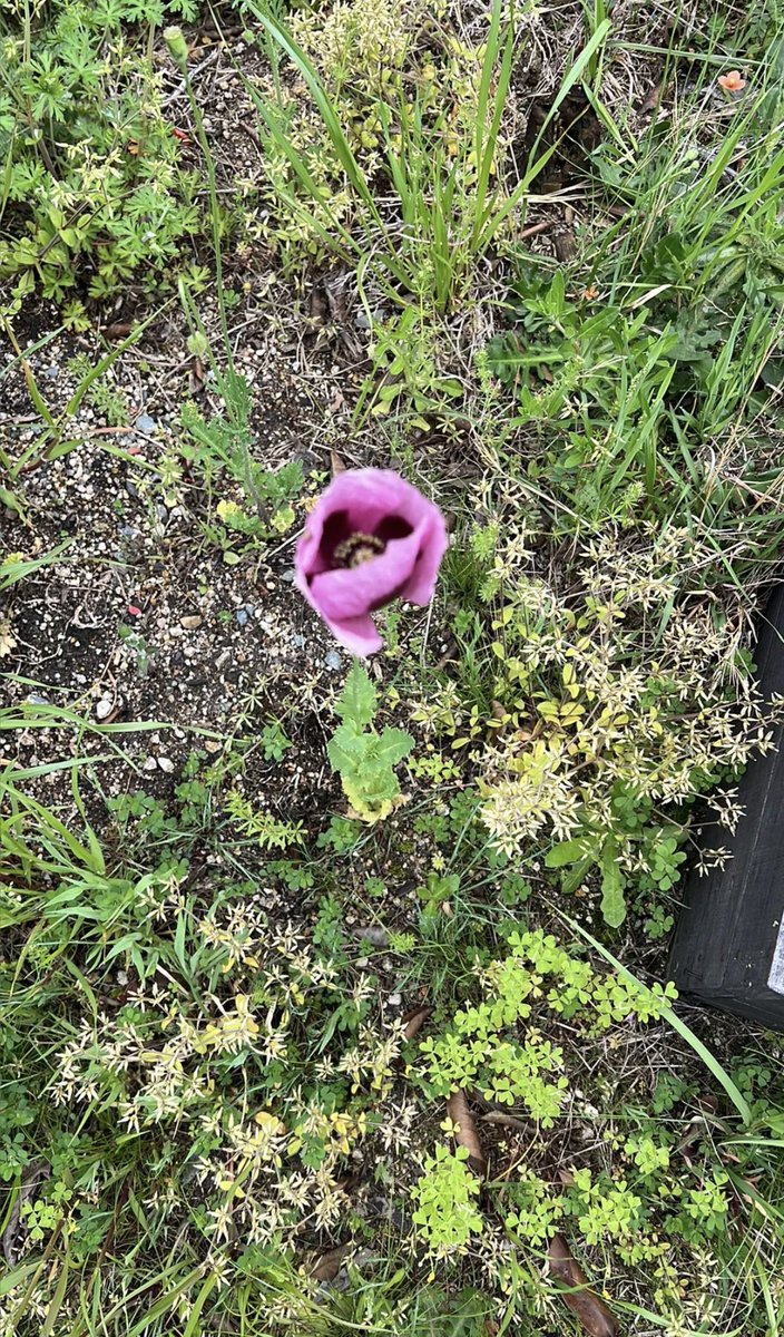 black55world's tweet photo. 昨日ネットで見かけた色の花が咲いてたの見つけたけどPictureThisだとケシ
なぁんも書いちゃないから一晩悩む🤔💭

やっぱり気になるから警察に通報したらアツミゲシ👀

ネットで見てなかったら放置して増えてたとこだったよ😱

みんなもいきなりあるから気をつけてね！
会社の敷地🏢AI偉い https://t.co/XNtewQ1E3i