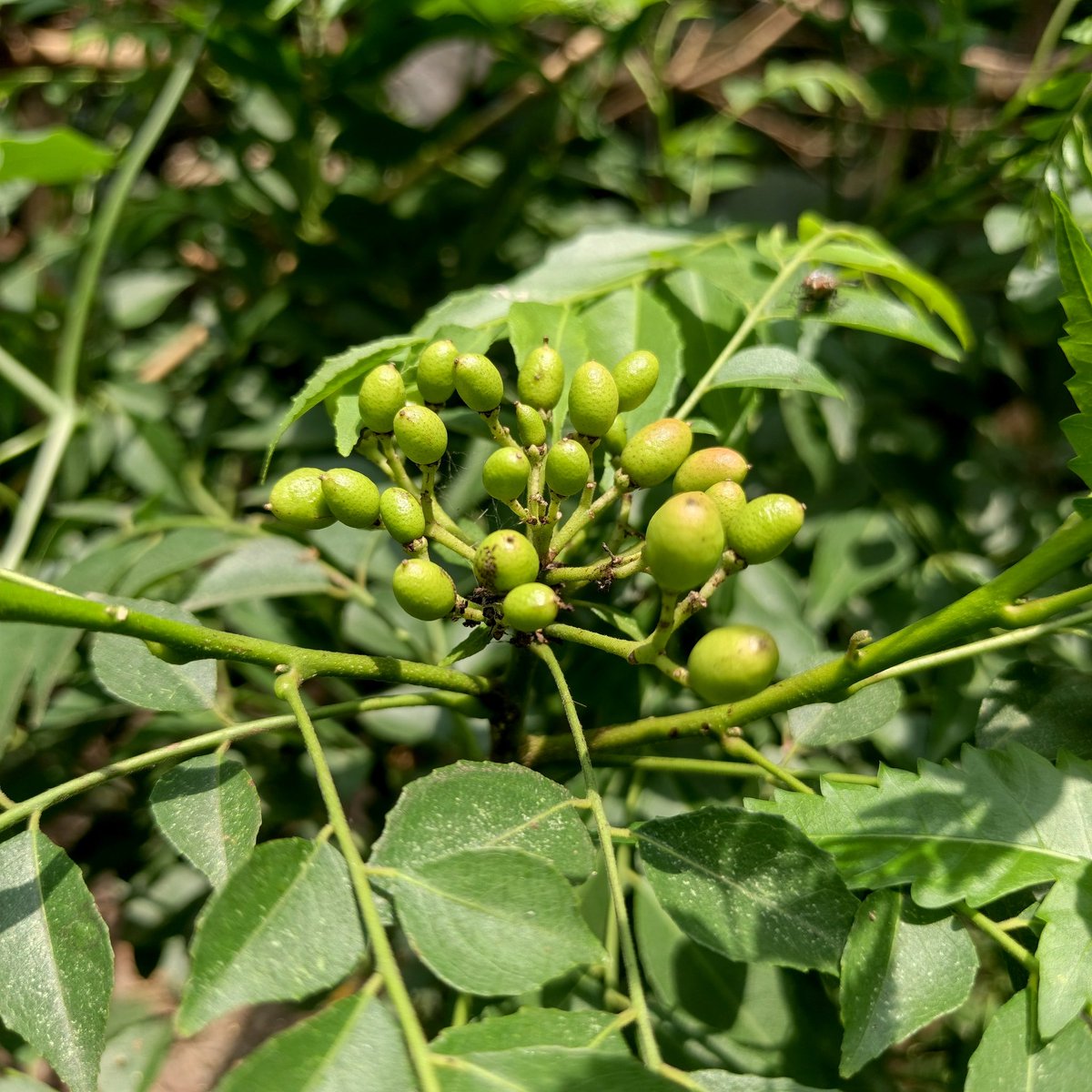 Proma Rahman tweet media