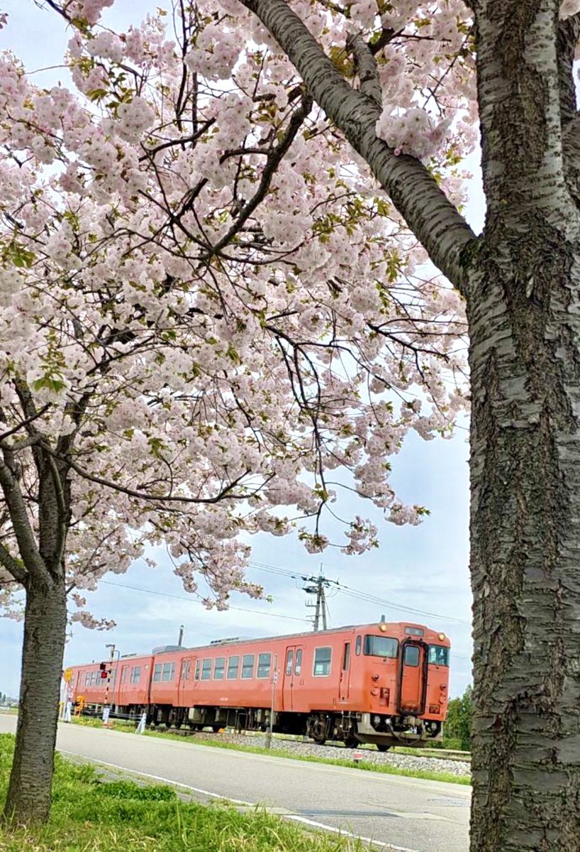 tonami_city's tweet image. 🌸桜×城端線🚃
満開の桜の下を走り抜けるローカル列車。
やわらかな春色とレトロな車両が織りなす、今だけの風景です✨

#城端線 #桜 #春の絶景 #ローカル線 #富山