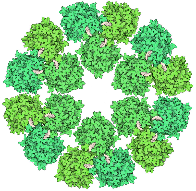 dr_robinmalloy's tweet image. MIKRO UND MAKRO 🩸🧬🦠🧫🧪🌍🪐

Cellulose Synthase
Plants build tough cellulose strands one sugar at a time.
pdb101.rcsb.org/motm/254
#Nature #cells #Neuroscience
#brain #kosmos  #Creation
#quantum #mind #Biochemistry
#proteins