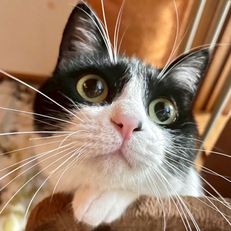 ペット保険の第一アイペット tweet media