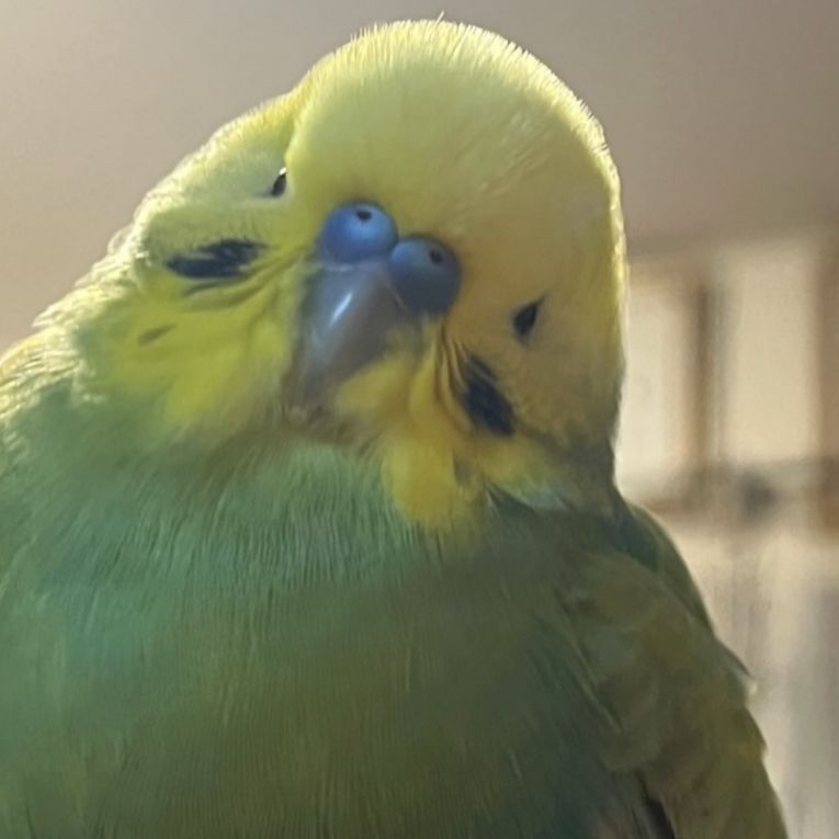 ペット保険の第一アイペット tweet media