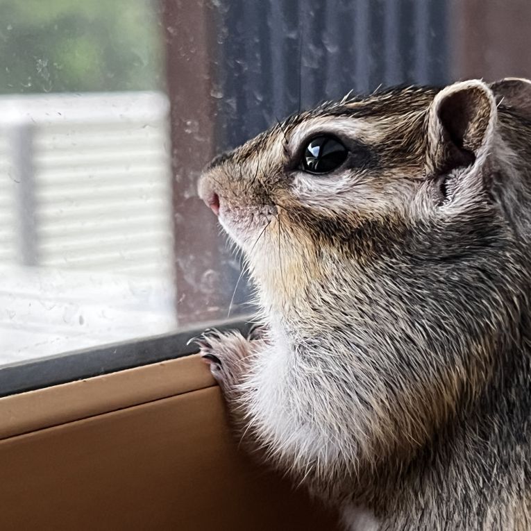 ペット保険の第一アイペット tweet media