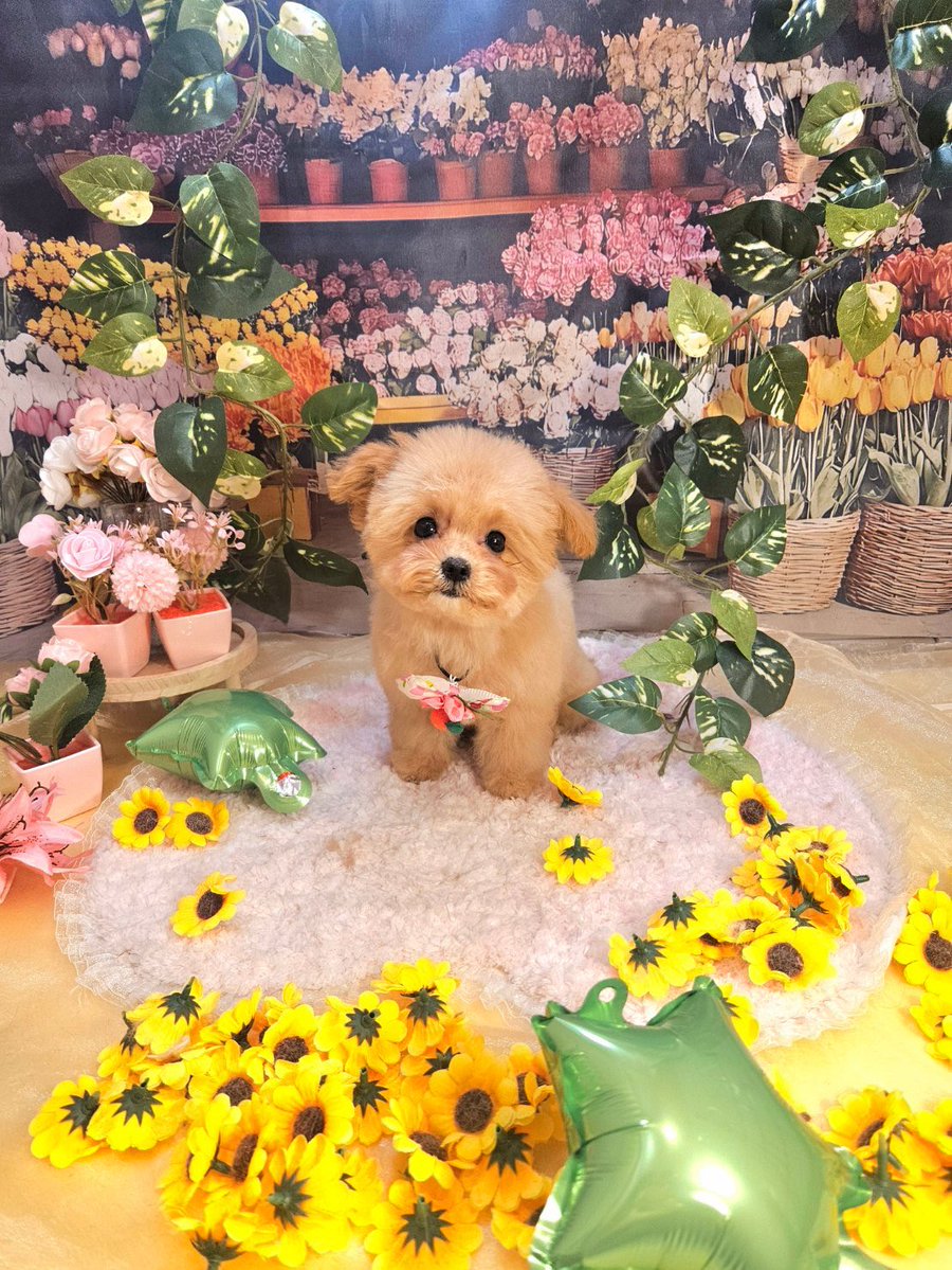 くっきー🍪🎀 tweet media