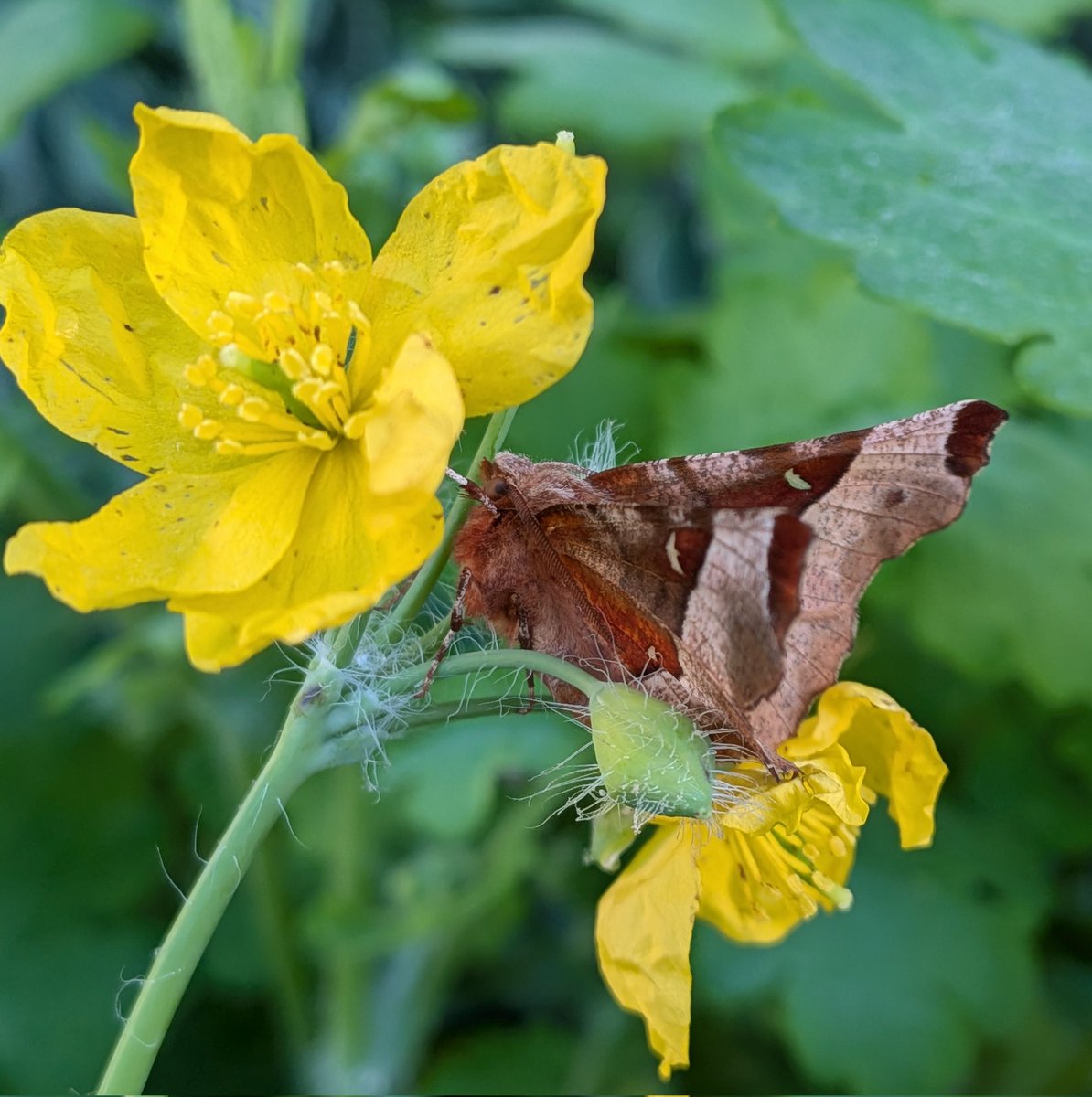 ManfromMarton's tweet image. Purple Thorn (Selenia tetralunaria) was new for year in garden here at Marton (Lincs) last night. Such a smart looking #moth @savebutterflies #mothsmatter @BNAscience @LincsWildlife @Buzz_dont_tweet
