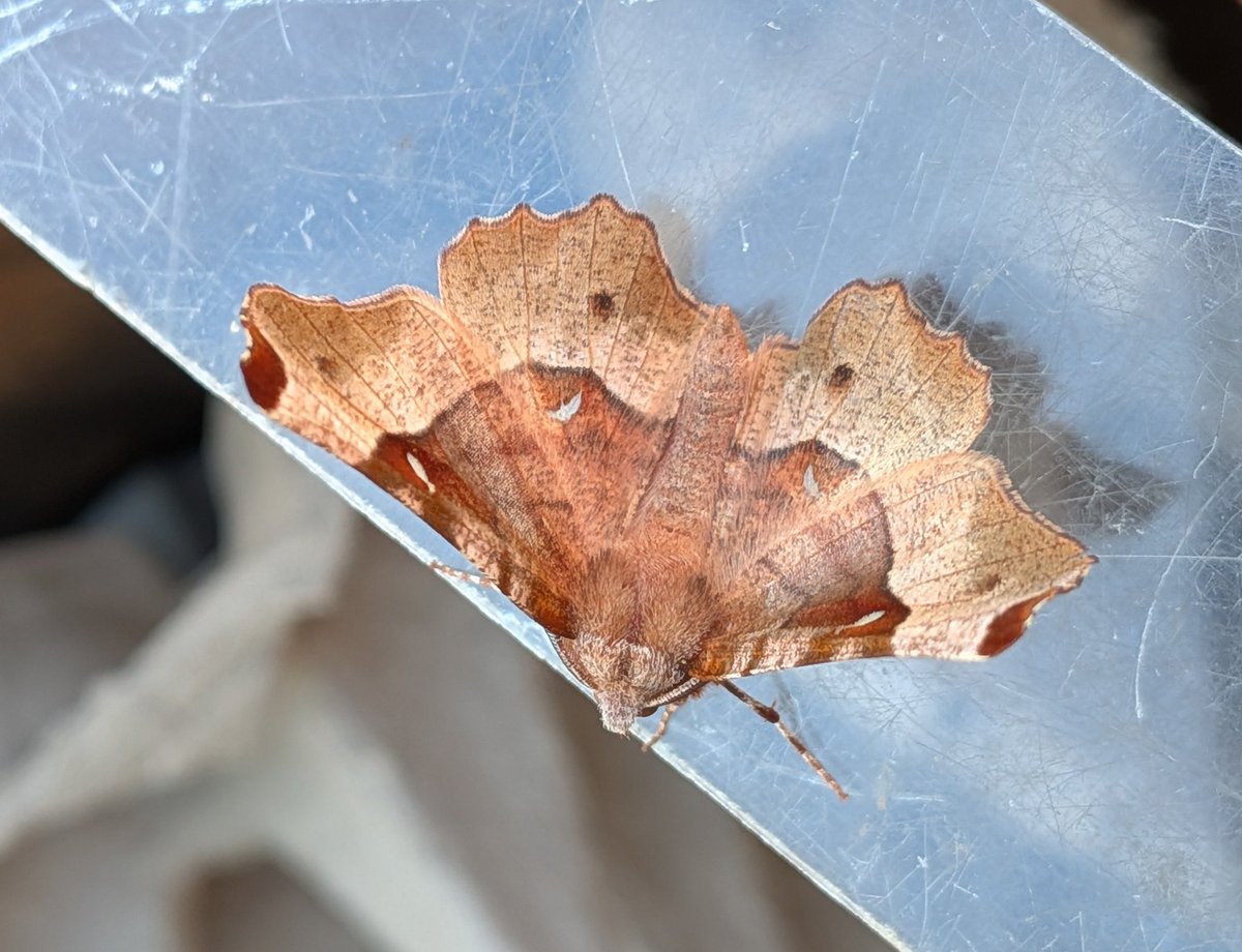 ManfromMarton's tweet image. Purple Thorn (Selenia tetralunaria) was new for year in garden here at Marton (Lincs) last night. Such a smart looking #moth @savebutterflies #mothsmatter @BNAscience @LincsWildlife @Buzz_dont_tweet