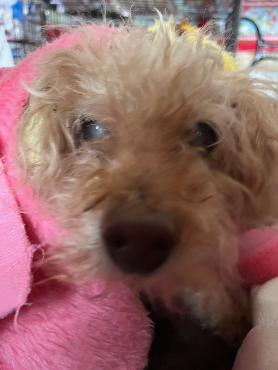なるみ/ピッキー🐶 tweet media