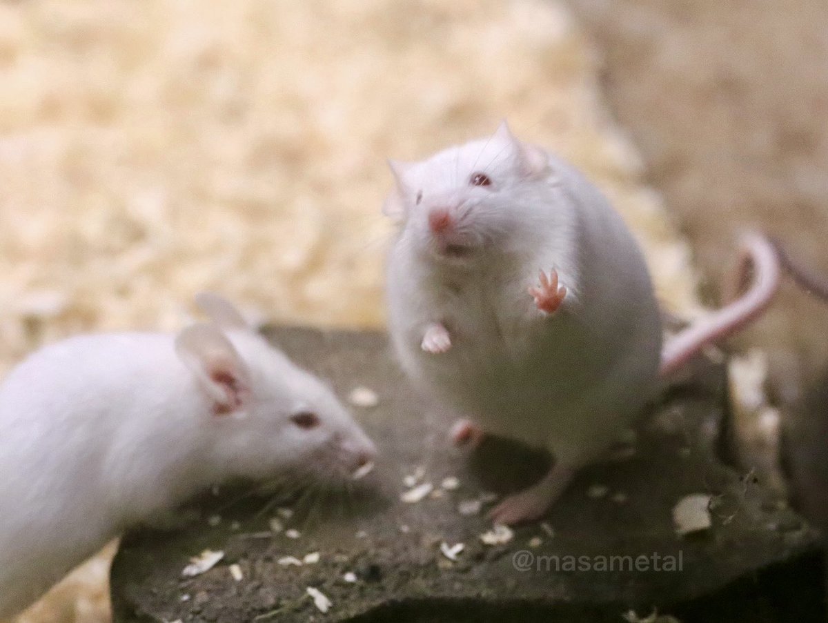 masametal's tweet image. ちょっと丸いね

#mouse 
#井の頭自然文化園