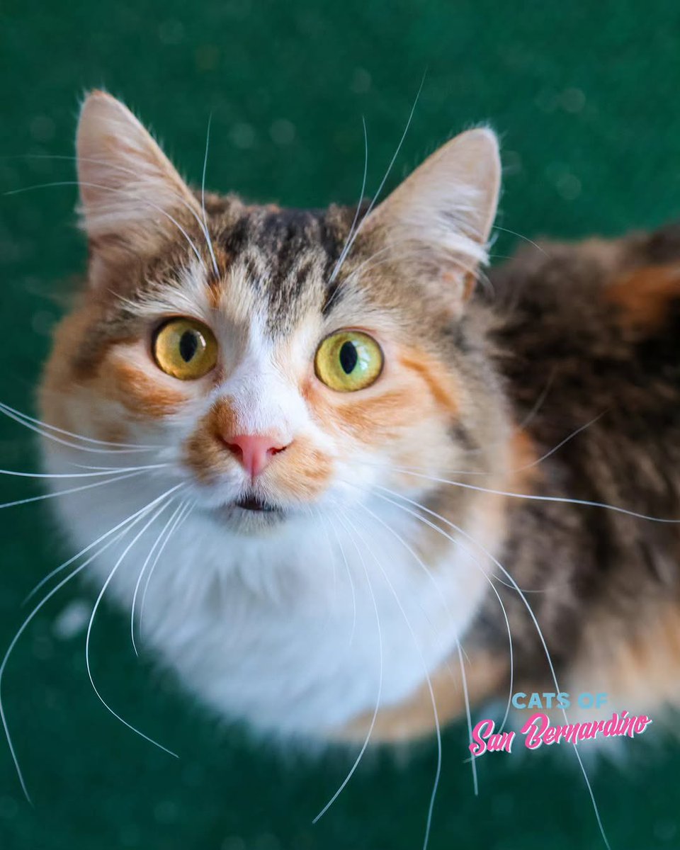 Hollywood is looking for her storybook happily ever after.

This beautiful girl was rescued from a homeless encampment underneath the freeway. She was super thin, and her coat was scraggly and unkempt. home. She is good with other cats, dogs, and kids ❤️