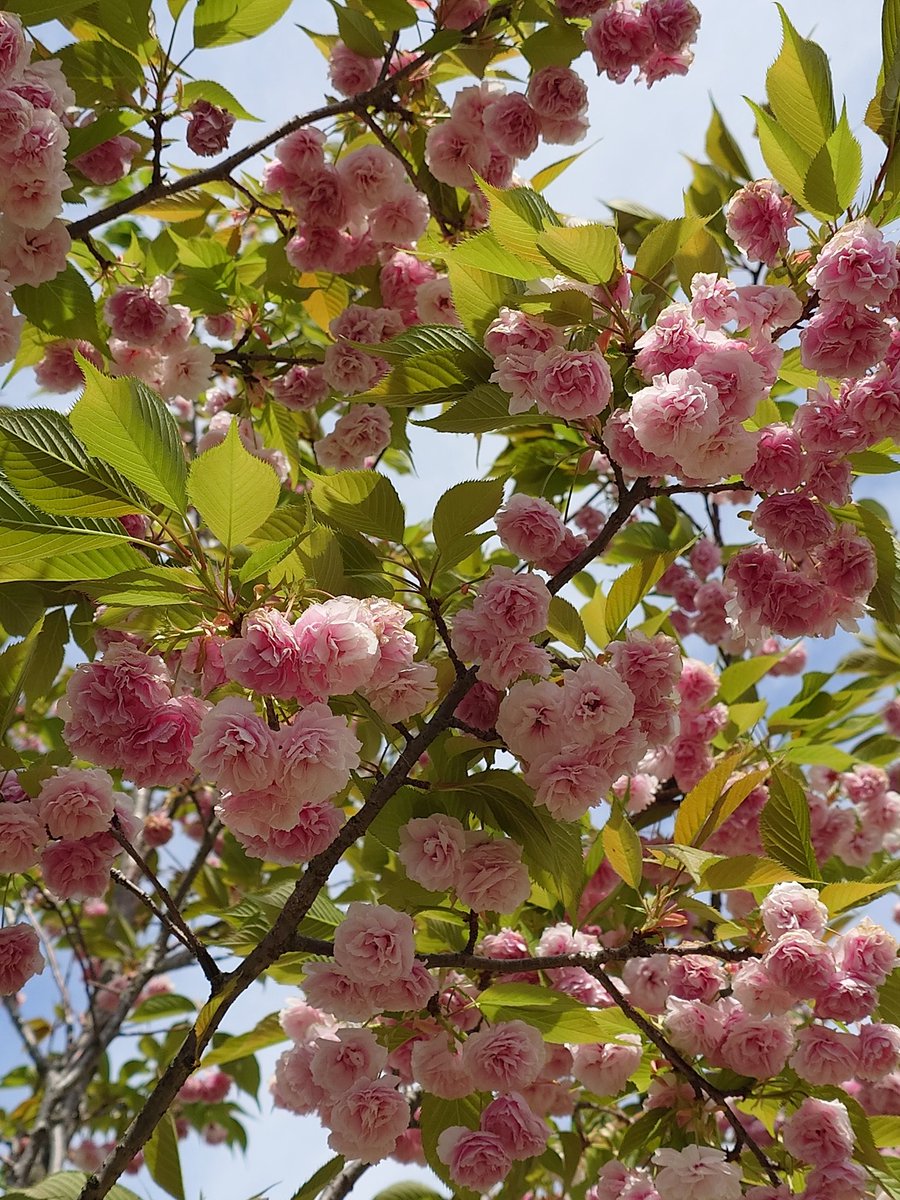 Verde G🟢ヴェルデ tweet media