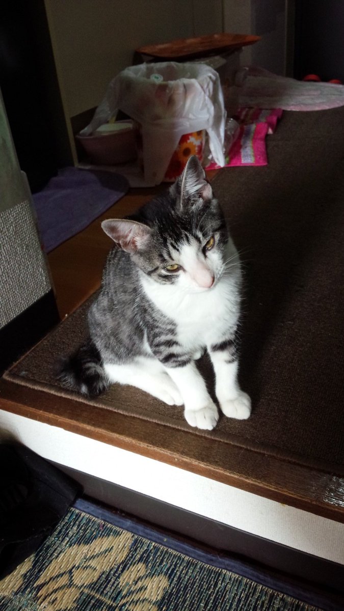 尹 錫奉(윤 석봉) tweet media