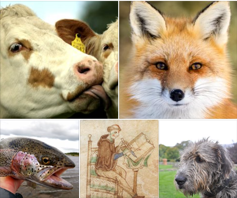 lorraineelizab6's tweet image. 18 April: St Cogitosus of Cell Dara/#Kildare. Related to St Brigid? St Brigid's hagiographer c. 650; Vita Sanctae Brigidae. Emphasises her virginity, care for poor/ill, animal miracles (cattle, dogs, foxes, fish)! Muirchú named him 1st Irish hagiographer! megalithicireland.com/St%20Brigid%27…