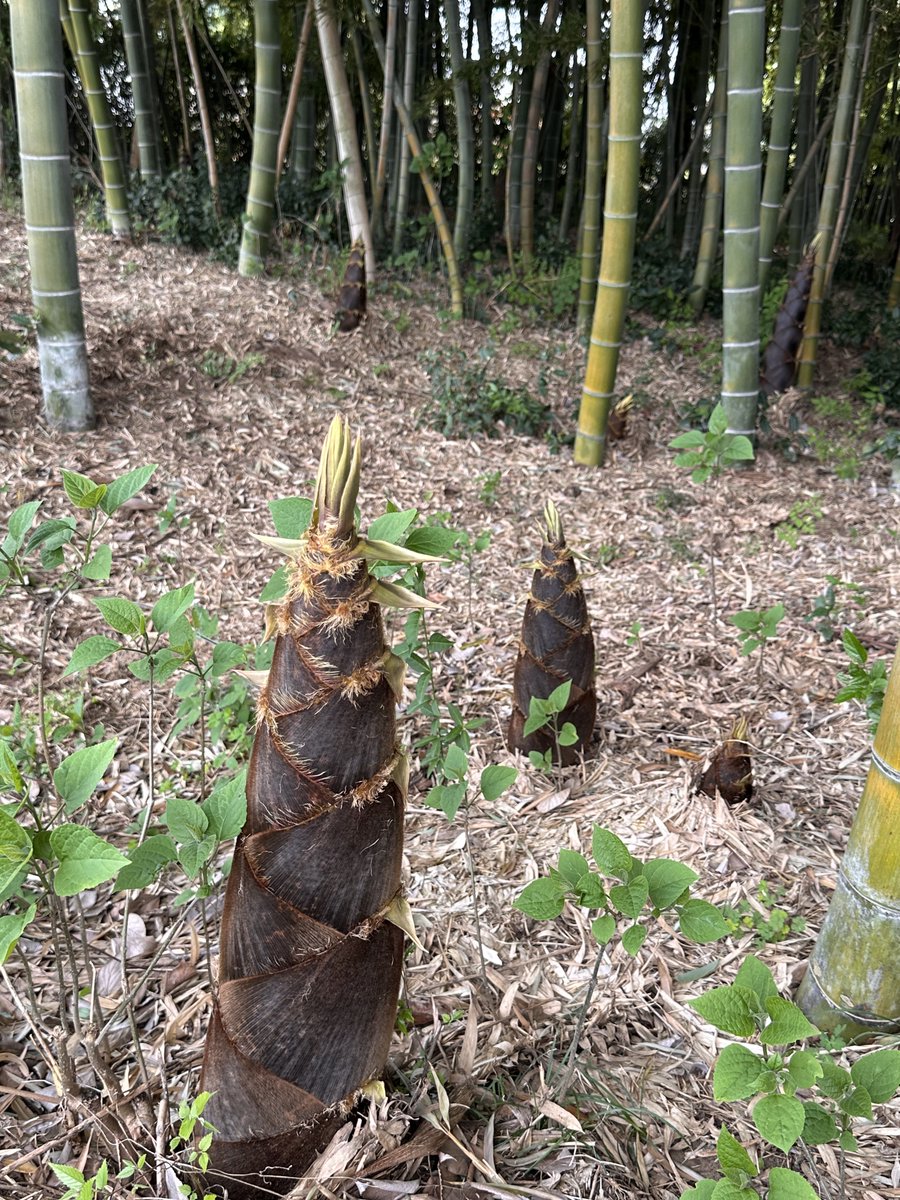 🍑Gigiจีจี้🐶🍑 tweet media