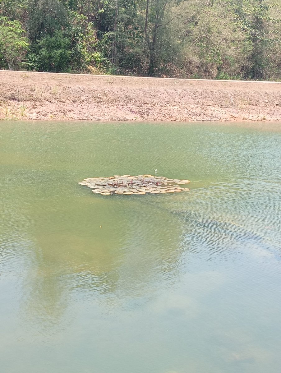 Man_Chumphon tweet media