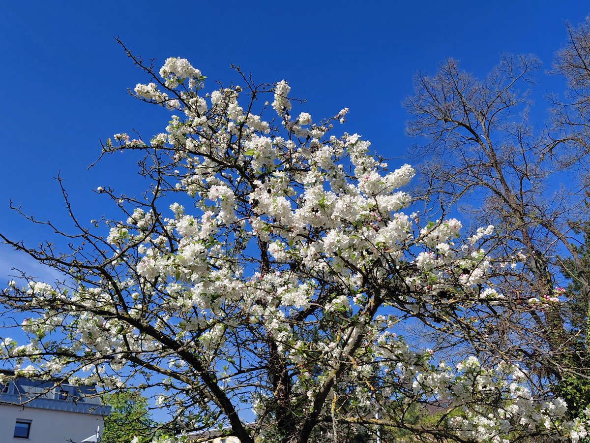 UMZiegeroski's tweet image. Guten Morgen! Schönen #Samstag! Good morning! Beautiful #Saturday! 🌤🫂💐🫶☕️🥨🫖🍵📚✍️🎶🎧🪴🍎🍊🍋🥝🥗🥛📱 Passt gut auf Euch auf; Gott segne und beschütze euch! Take care of yourselves; God bless and protect you! 🕊🙏 #truelove #health #literature #music #nature