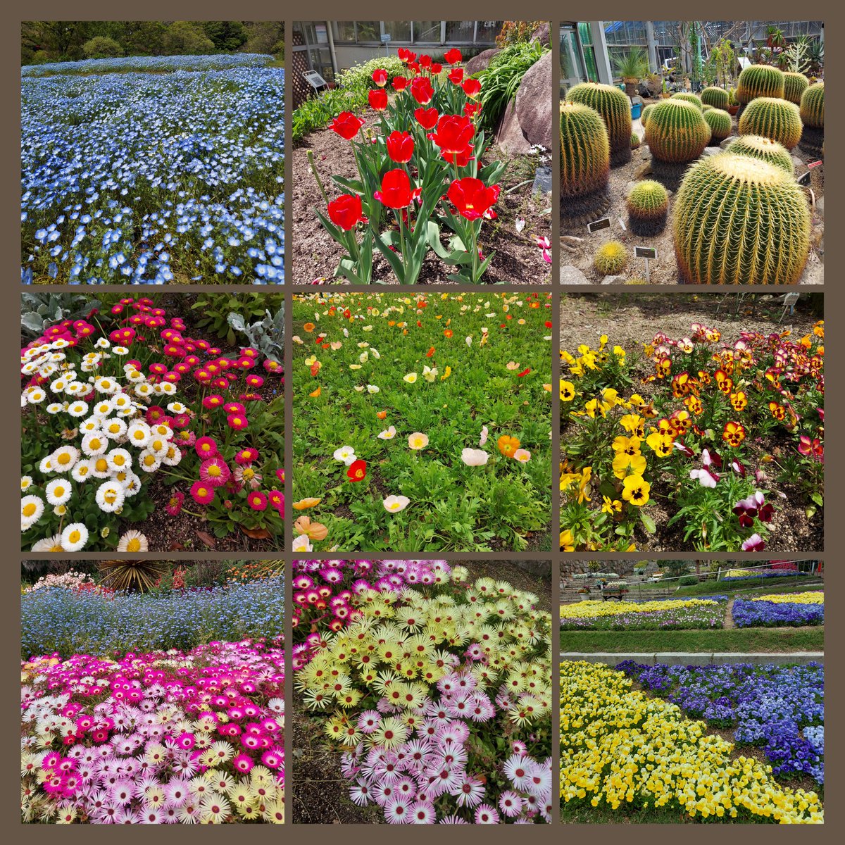 nico76_running's tweet image. ある日のラン。
ネモフィラを見るためにロング走🏃‍♀️
ひさしぶりにがんばりました😂

ほかにもたくさんの植物を見てのんびり🌷
パンジーやデージーもキレイだったし、サボテンはかわいかった🌵

#running 
#ランニング