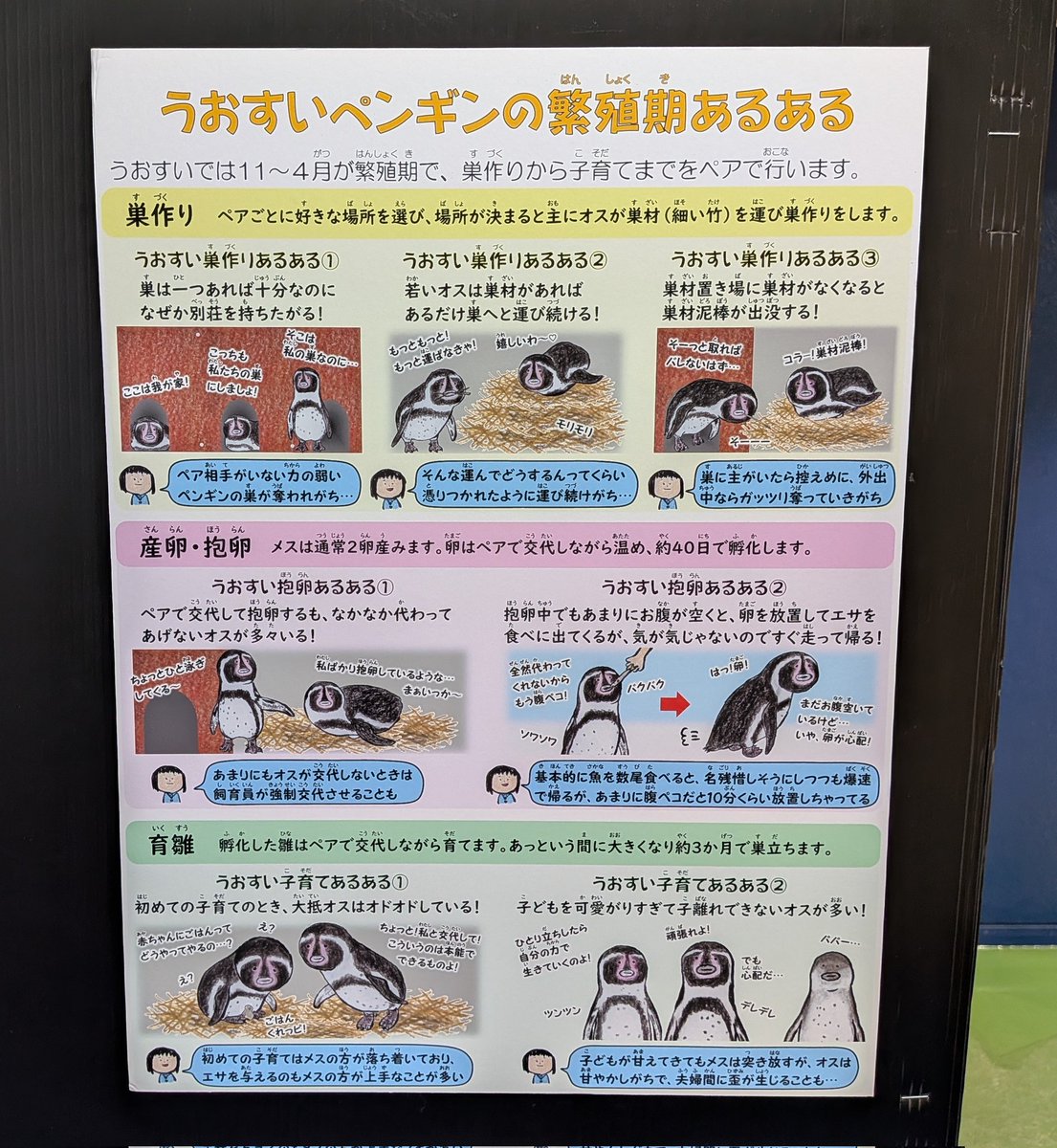 4月25日は「世界ペンギンの日」です🐧 そこで、当館で飼育している