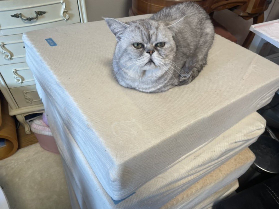 猛邸 tweet media