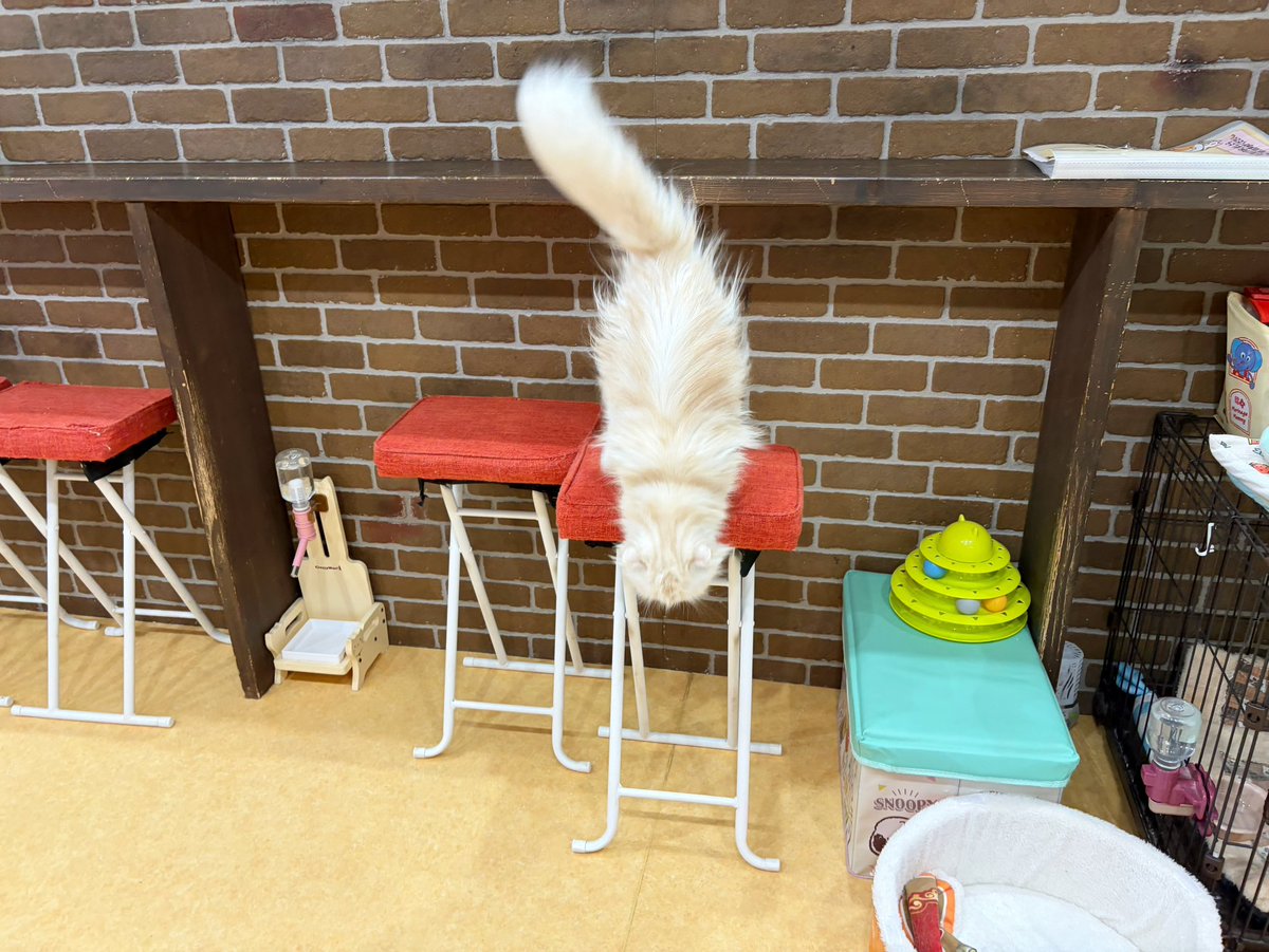 保護猫カフェ鶴橋店【２階】（元・保護猫カフェマンチカン） tweet media