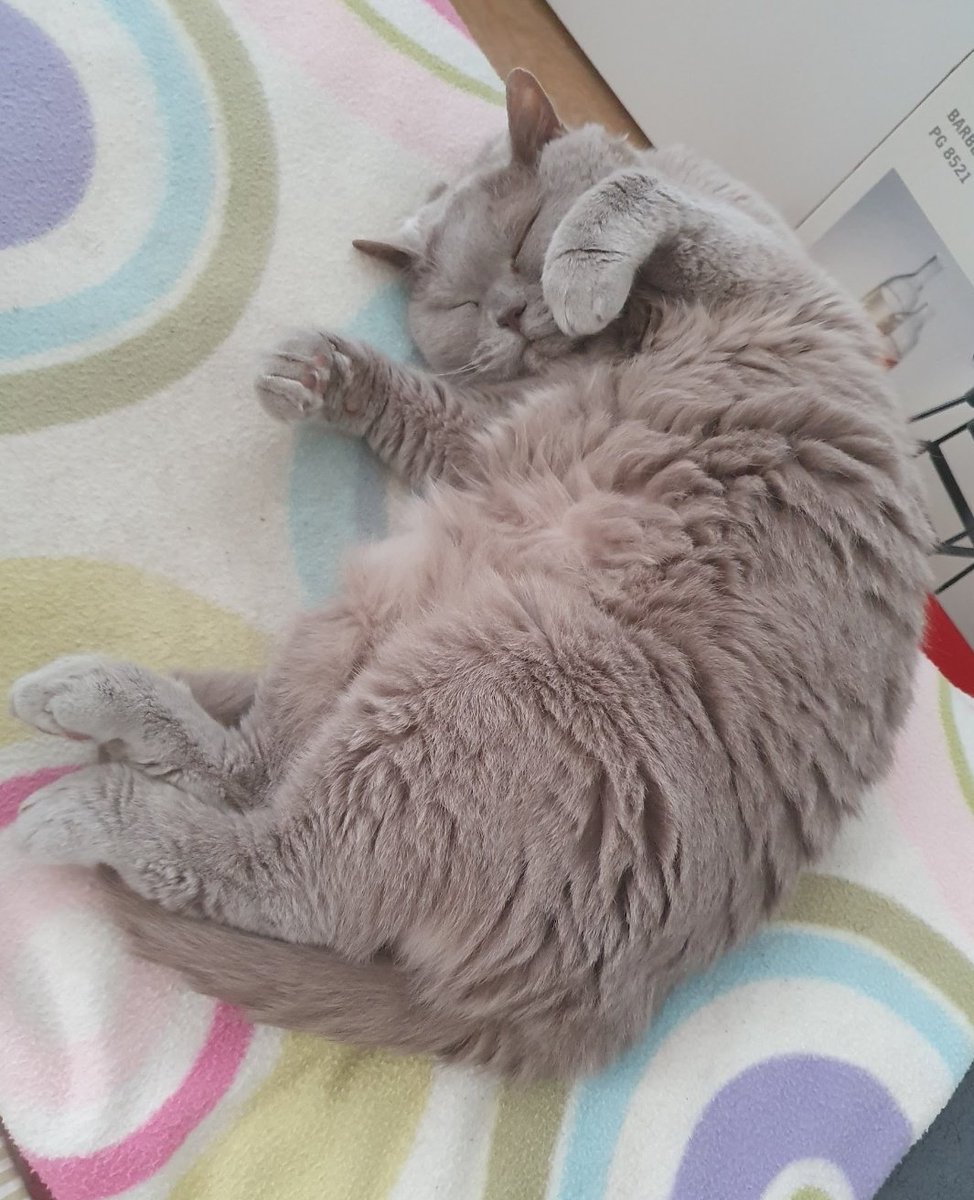 Toni der🐈‍⬛Opi🌈 tweet media