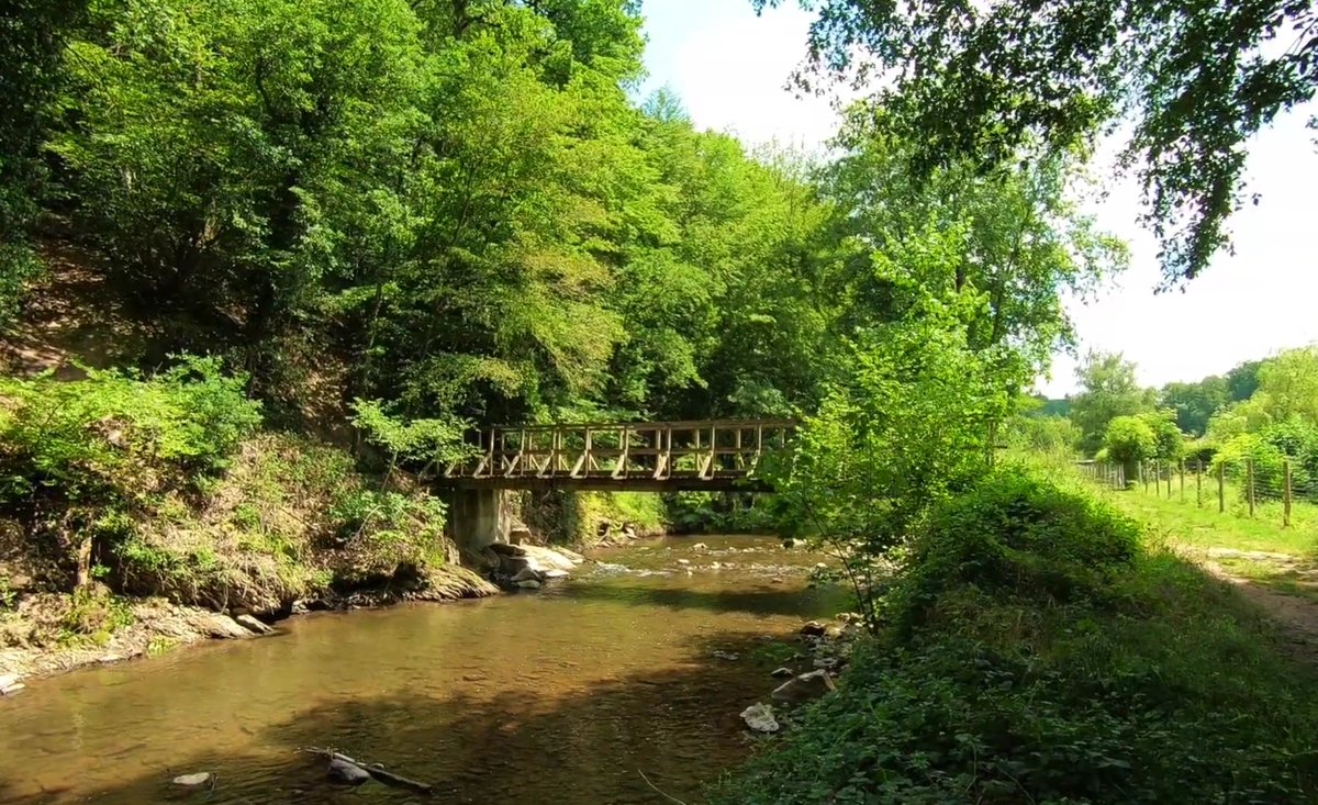 Woeste Willem | uw zon in donk’re dagen tweet media