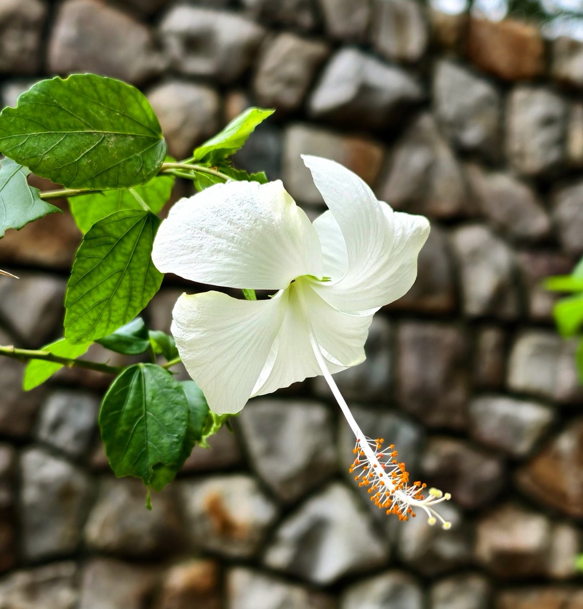 Manmohan Singh ( मनमोहन सिंह ) tweet media