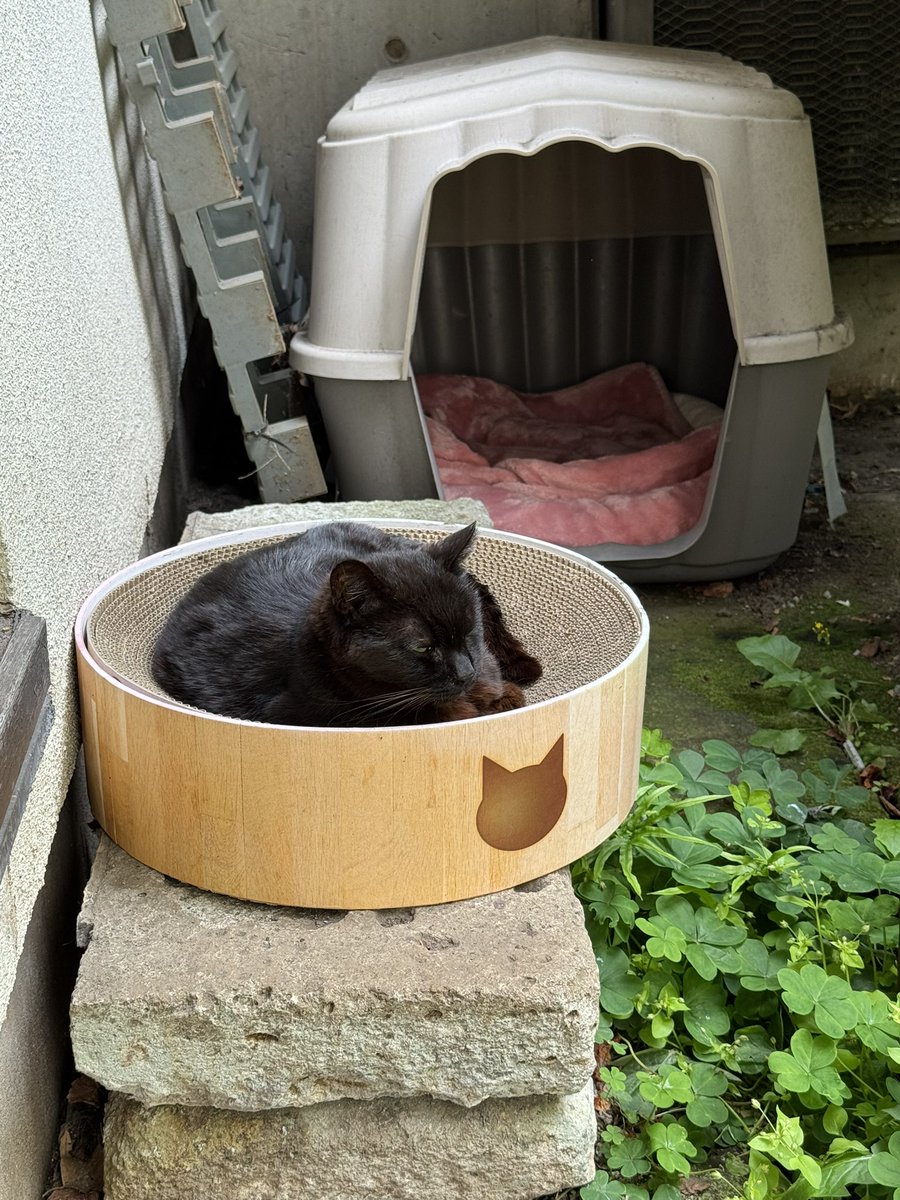 カエル純 tweet media