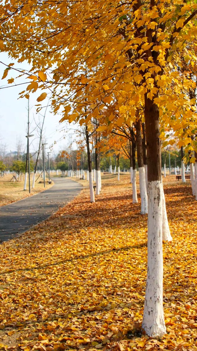 RoyalBalwant's tweet image. Autumn breeze + golden sunsets = perfect cozy evenings  #FallVibes