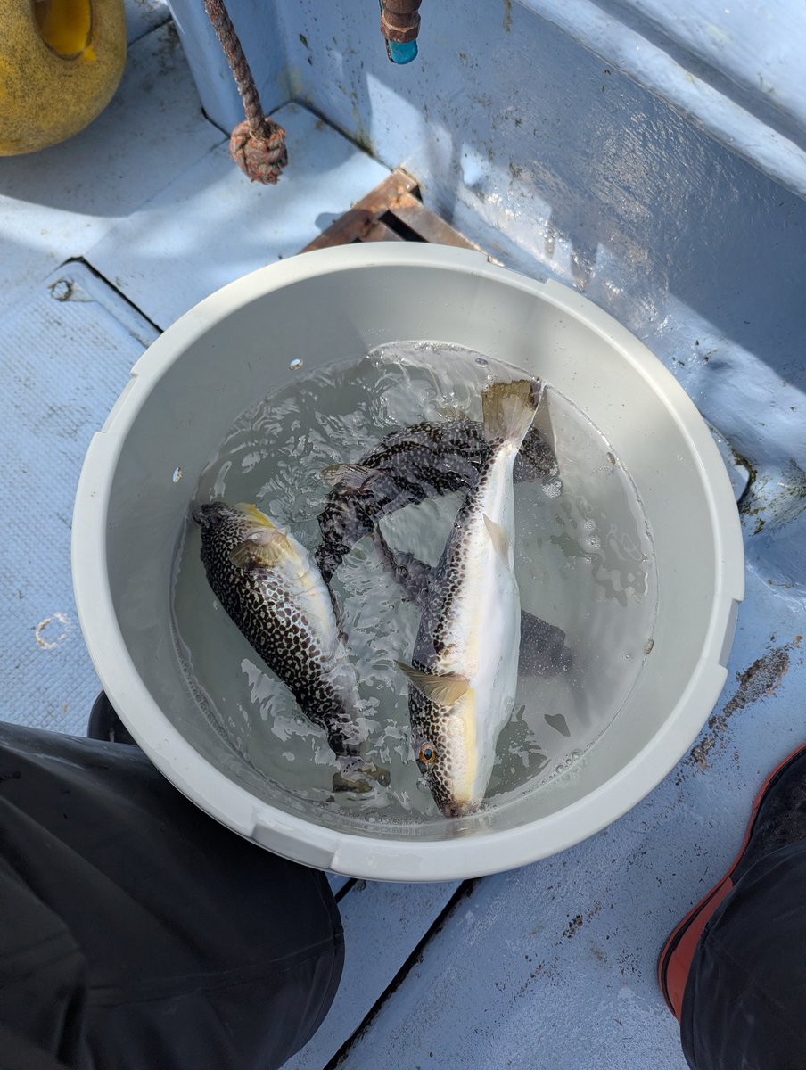 とんぼ tweet media