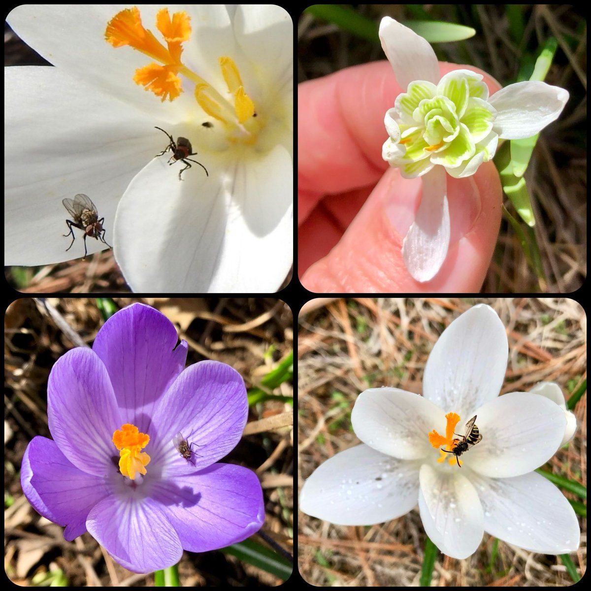 HappyPlaceGang's tweet image. BUG BOUQUET - Early Spring flowers are a loved life saver for insects. The Snow Drops blooms &amp;amp; Crocus flowers produce nectar and pollen. Flies, Beetles &amp;amp; Bees are happy to have all the sweet Spring food sources. #flowers #insects #spring #nature #petalsandpollinators
- Mom