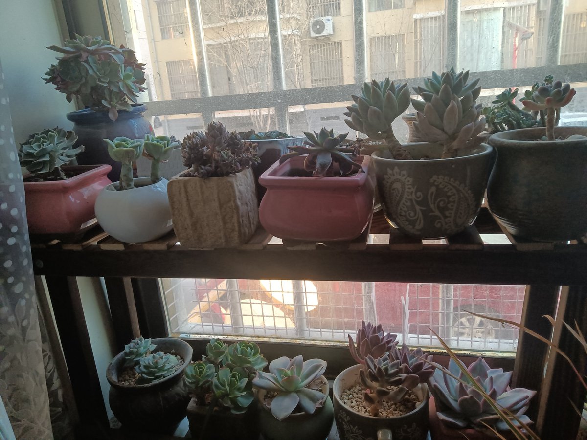 ZAigass0529's tweet image. "Turn old glass jars into cute plant pots! Clean → Add soil → Tuck in succulents. Zero waste, max charm  #UpcycleHacks #EcoLiving"