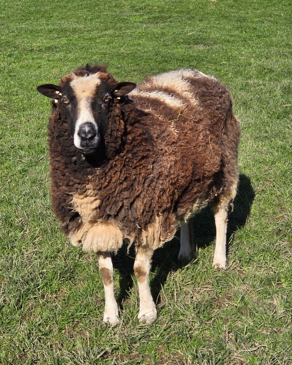 The Woolly Patchwork Sheep Sanctuary tweet media