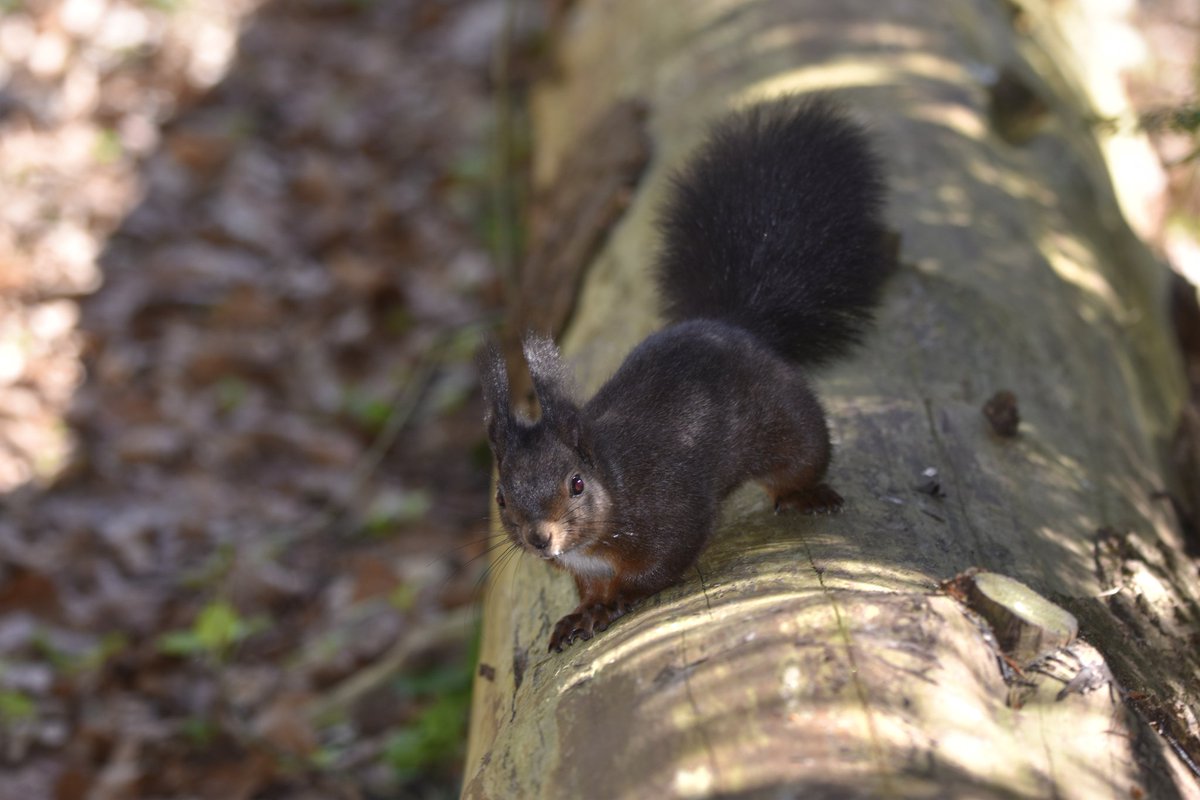 moonaaa's tweet image. Never look back or you'll miss what's in front of you ☀️

Dr uut, lekker de bossen in🐿
Fijne zaterdag 🍀💃☕️
#mooisalland #relax #naturebymoon #wanderlust