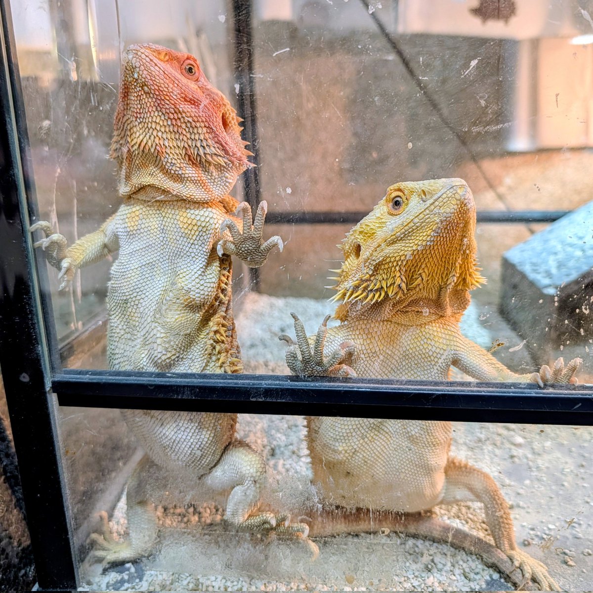 RYB33_'s tweet photo. 飯待ちトカゲ。
今日は掃除だけやで。
シシバナはメスが脱皮したから交尾チャレンジ！
がんばれー！！！
#フトアゴ
#シシバナ https://t.co/c5XT8wkycW
