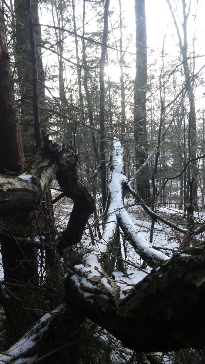 IceView_Nine's tweet image. It's a Saturday morning, hope you have a great one.

#GoodMorning #GoddMorningEveryone #gm